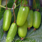 Actinidia-kolomikta-Vitakola-o2
