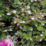 Actinidia_Adam