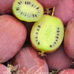 Actinidia_bingo
