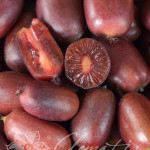 actinidia_scarlet_sepmeber_kiwi