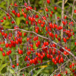 lycium_barbarum_korean_big