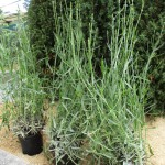 levandula